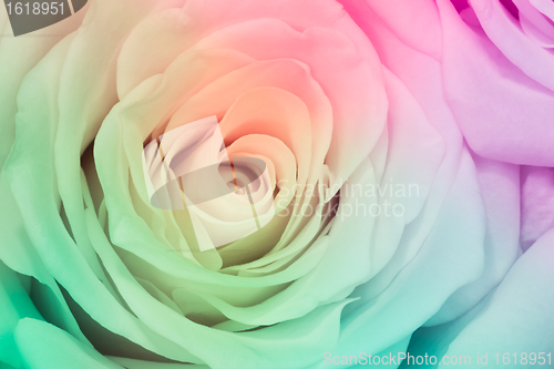 Image of multicolor rose