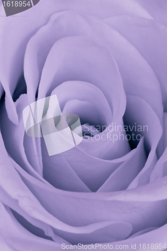 Image of violet rose close up