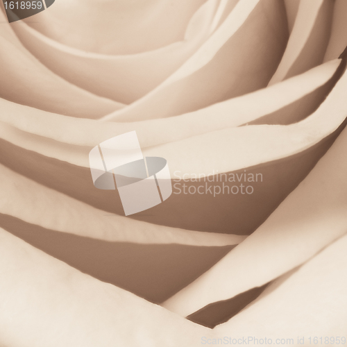 Image of white rose close up