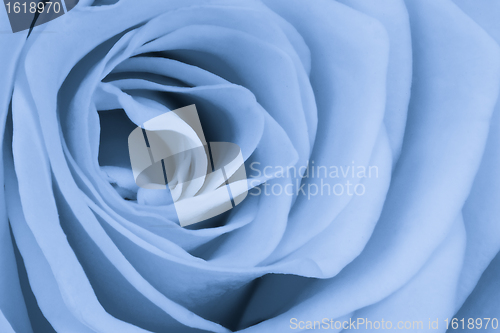 Image of blue rose close up