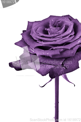 Image of violet rose
