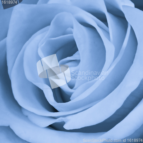 Image of blue rose close up