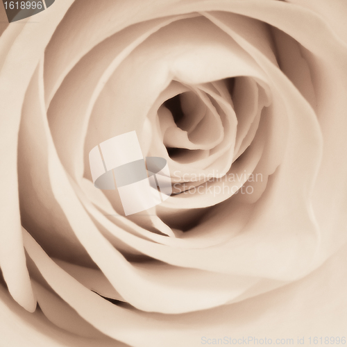 Image of white rose close up