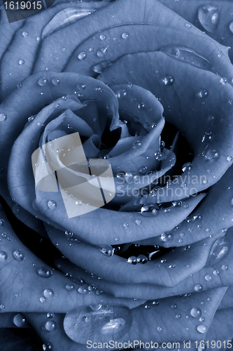 Image of blue rose