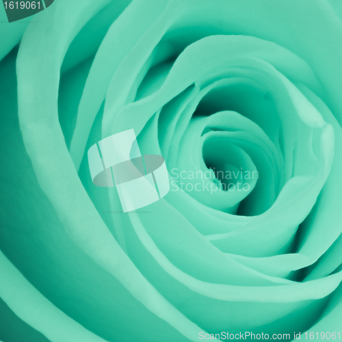 Image of green rose close up