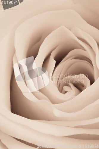 Image of white rose close up