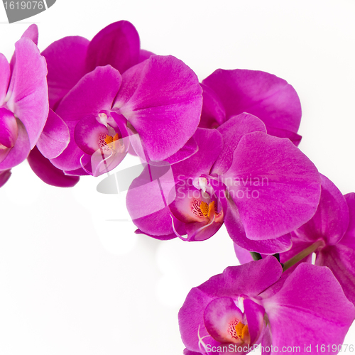 Image of pink orchid