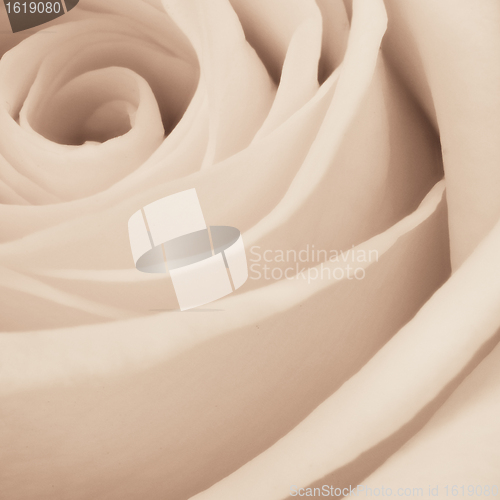 Image of white rose close up
