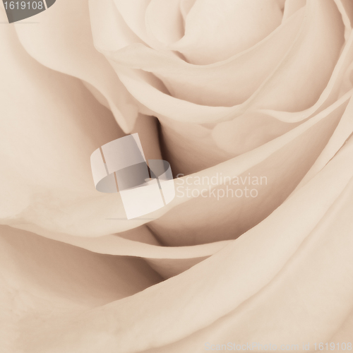 Image of white rose close up