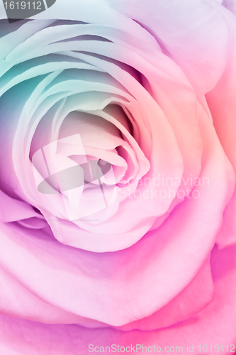 Image of multicolor rose