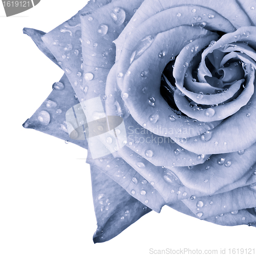 Image of blue rose