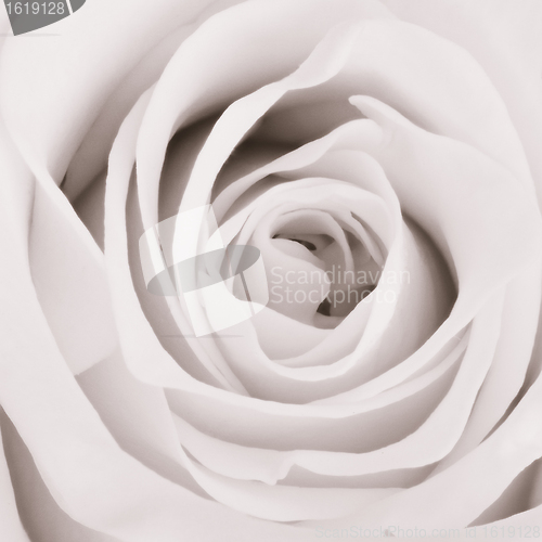 Image of white rose close up