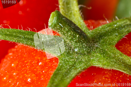 Image of tomato closeup