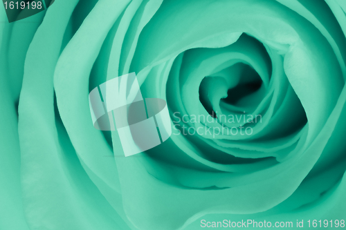 Image of green rose close up
