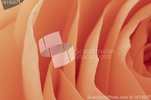 Image of orange rose macro