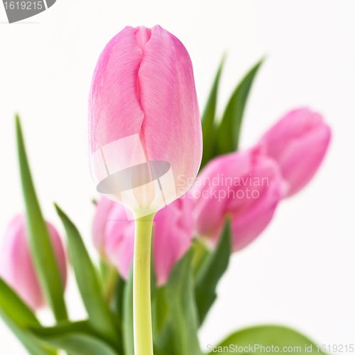 Image of pink tulips