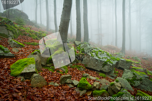 Image of misty forest