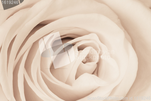 Image of white rose close up