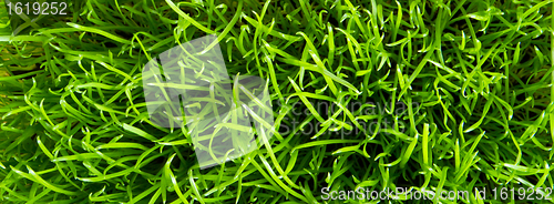 Image of green grass