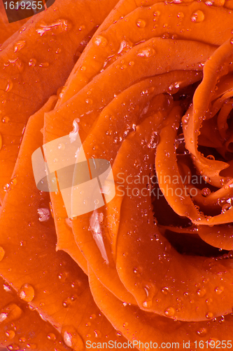 Image of orange rose