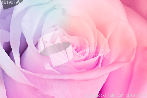 Image of multicolor rose