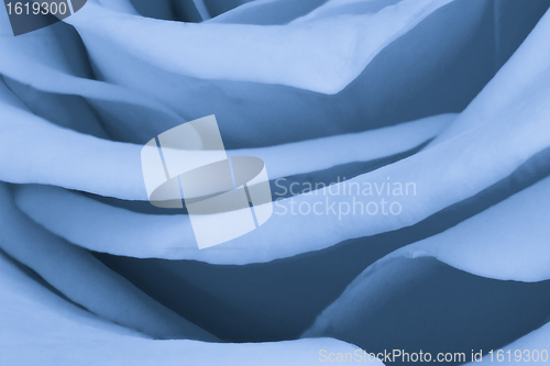 Image of blue rose close up