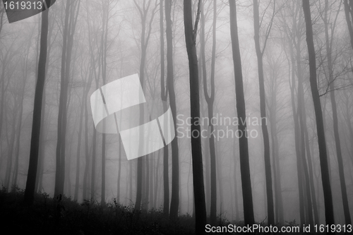 Image of misty forest