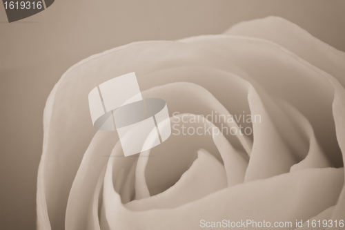 Image of white rose macro