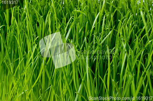 Image of green grass