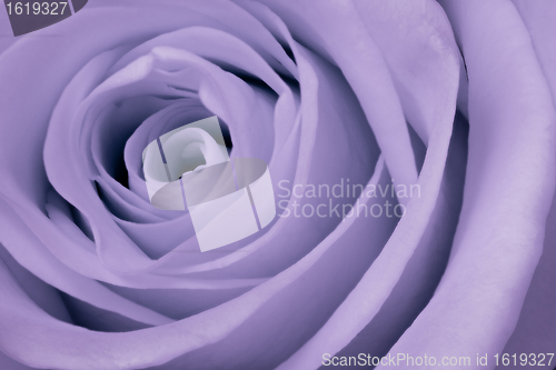Image of violet rose close up
