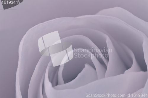 Image of rose macro