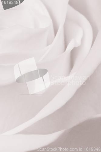 Image of white rose close up