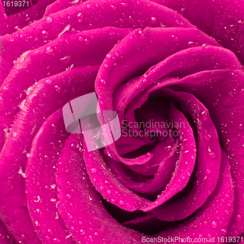 Image of pink rose