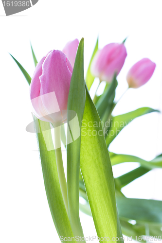 Image of pink tulips