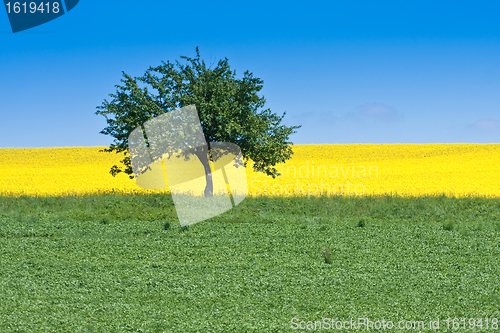 Image of rape field