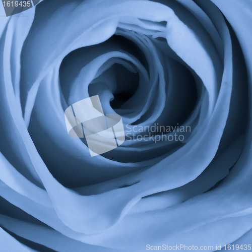 Image of blue rose close up