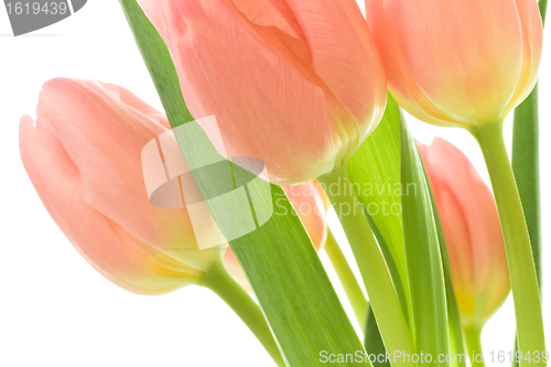 Image of orange tulips