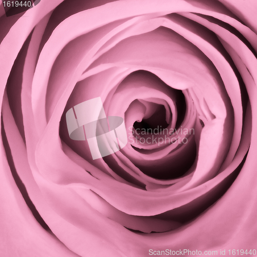 Image of pink rose close up