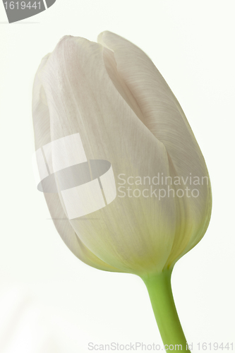 Image of tulips