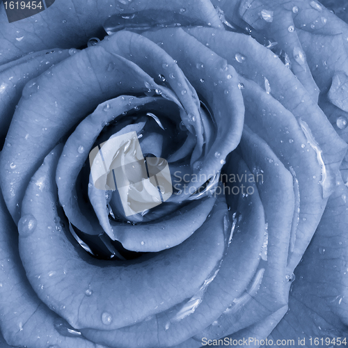 Image of blue rose