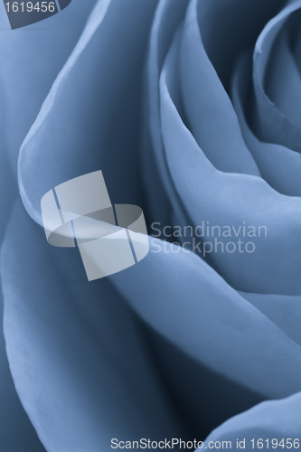 Image of blue rose macro