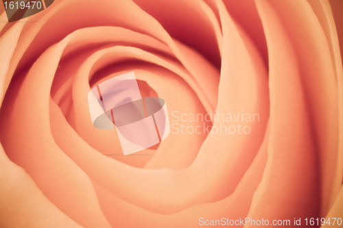 Image of orange rose macro