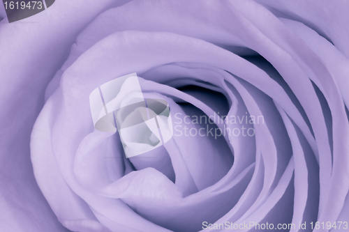 Image of violet rose close up