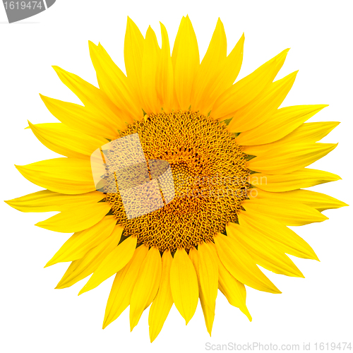 Image of sunflower