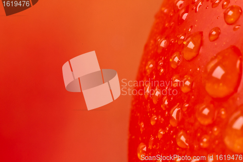 Image of tomato closeup