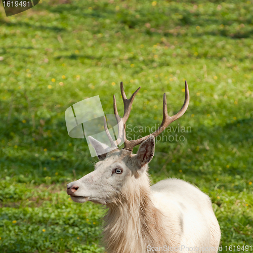 Image of albino deer