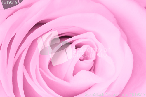 Image of pink rose close up