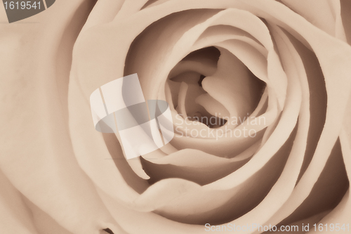 Image of white rose close up