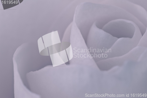 Image of rose macro