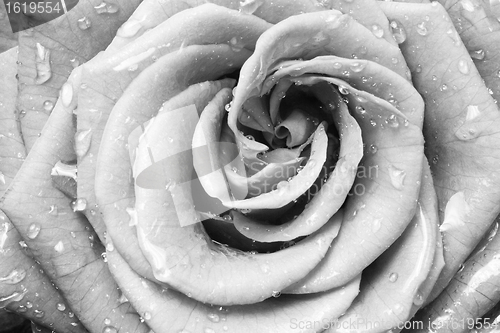 Image of white rose